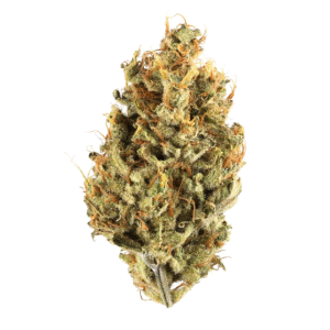 White Gushers weed strain